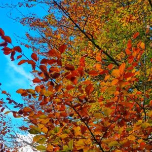 promo automne hiver - domaine des chanoines blancs
